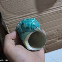 8-10cm精品绿蝾螺 大海螺贝壳 超大绿帝王蝾螺 寄居蟹替换壳 三湖虎鱼躲避鱼缸造景