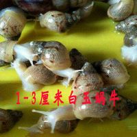 白玉蜗牛壳长1-3厘米8只 活体宠物白玉蜗牛巨型特大蜗牛宿舍小蜗牛观赏幼儿园钙土饲料盒子