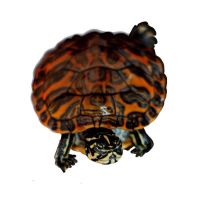 火焰龟专用龟粮(没有乌龟) 进口火焰龟(一只) 家养外塘宽纹火焰龟招财龟碌火焰乌龟活物宠物乌龟深水吃鱼粪