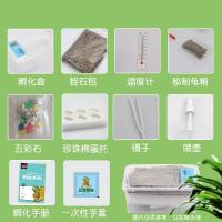 2个忍者神龟 龟蛋_ 中华打折忍者神龟可孵化乌龟蛋巴西龟活物小宠物龟受精蛋花龟鳄龟