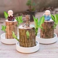 巴西木格鲁特树人开花水培养幸运木室内好养懒人花卉迷你绿植盆栽