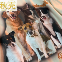 秋壳美式复古甜酷可爱小狗印花短袖T恤女2022夏季创意圆领上衣潮