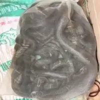 蛇网袋加密加厚尼龙网蛇袋装蛇专用袋柔软折叠收蜂网青蛙甲鱼网袋 加厚80目1米*宽50(2条)