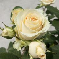 阳台浓香玫瑰花苗盆栽梦露庭院露台四季开花大花复色观花花卉绿植 蜜桃雪山 小苗原盆土发货