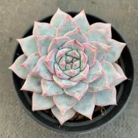 粉蓝鸟 大棵肥厚好养多肉植物 室内书房办公室园艺萌物懒人植物 盆径8CM粉蓝鸟