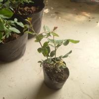 复色大花香水月季阿班斯阳台花园观花花卉玫瑰苗盆栽 红双喜苗 不含盆