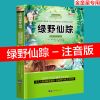 木偶奇遇记稻草人儿童注音版小学生三年级故事书一年级课外阅读书 /绿野/单本/注音