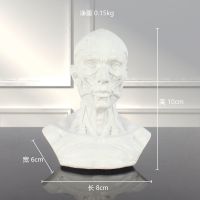 1:3艺用人体肌肉骨骼头雕骷髅头骨绘画参考胸像解剖头颅模型美术 G012头部肌肉模型 白色