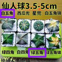 实生仙人球花卉办公室阳台绿植防辐射盆栽批发好养易活四季开花 白绿五角