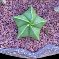 [买一送二]多肉植物开花仙人球栾凤玉室内花卉盆栽新手好养好看 琉璃栾凤幸运星3-4cm 关注[万重山]