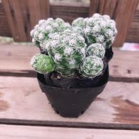 多肉植物盆栽仙人球新手套餐花卉肉肉植物室内花含盆净化空气绿植 白鸟球一颗