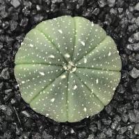 实生星兜锦仙人球植物小盆栽室内桌面绿植防辐射星球属多肉花卉 星兜2.5cm