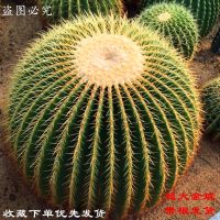 金虎仙人球盆栽绿植花卉多肉盆栽植物仙人掌开花室内桌面盆栽 裸根不带土 金琥(7-8)公分送肥料