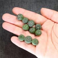 十颗实生星兜小苗套餐仙人球创意开花星球多肉植物防辐射绿植盆栽 5颗实生星兜小苗1-2cm 裸根不带土