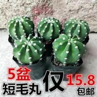 新款仙人球套餐短毛丸组合室内防辐射盆栽花卉绯花玉星兜栽好 短毛丸[5盆] 带盆栽好