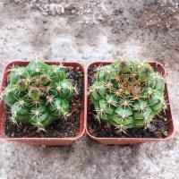 [丽蛇丸]实生开花仙人球 带盆发货 四季好养 新手特惠 丽蛇丸(3cm及以上)两盆 带盆发