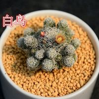 多肉植物仙人掌开花仙人球仙人指白檀毛毛虫防辐射办公室桌面花卉 乳白色 白鸟单棵2厘米 不含盆