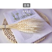 麦穗干花天然真花永生花diy材料包田园风兔尾草彩色大麦装饰摆件 白色麦穗50支(50-60cm长度)