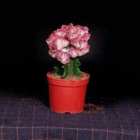 多肉植物玉麒麟盆栽仙人掌彩麒麟盆栽室内客厅花卉绿植盆栽 彩麒麟一颗