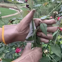 牛皮防刺手套 专业园林园艺修剪 摘剥板栗花椒月季仙人掌防刺防扎 司机防刺 深色浅色请备注