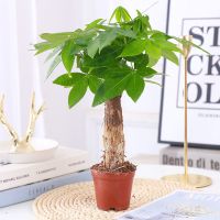 [原土原盆]+1棵树+赠 任意即送+[高级肥料] 室内植物养不死小发财树高档盆栽客厅花卉绿植好养吸甲醛桌面摆件