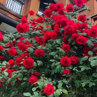 佛罗伦蒂娜 中苗(40-60)当年开花 蔷薇花苗藤本月季特大浓香庭院爬藤植物花卉盆栽阳台玫瑰爬墙四季