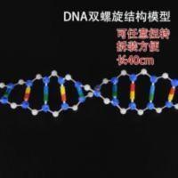 dna双螺旋模型结构 dna双螺旋模型结构模型组件高中生物分子模型教学仪器实验器材