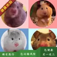 联系客服备注 熊类仓鼠活物仓鼠金丝熊虎纹熊眼圈熊米熊小仓鼠长毛熊成都发货