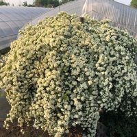 白木香(小花浓香) 中苗(40-70cm高)当年开花 蔷薇花苗藤本月季大花浓香庭院爬藤植物花卉盆栽欧月玫瑰四季开花