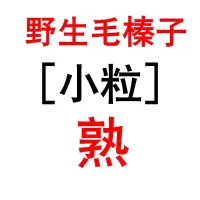 毛榛子500g(小粒熟) 野生毛榛子大兴安岭野生榛子东北榛子500g起发橡型毛榛子熟
