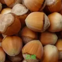 新鲜脱皮大榛子 不推荐半斤250g不划算 桓仁特产水仁大榛子村里榛子基地农户自销平欧大榛子现摘现发水仁