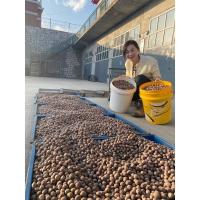 一斤 黑龙江中俄边境现炒大榛子1斤/2斤/5斤