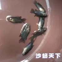 越黑2-3厘米1条 中国斗鱼越南黑叉尾斗鱼规格齐全成鱼亚成鱼苗套餐组合繁殖配对