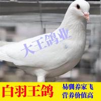 白羽王幼鸽(可吃食) 一只(可选公母) 鸽子活物一对种鸽子公母下蛋可繁殖农家散养土鸽子肉鸽子配对老鸽