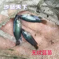 无纹蓝2-3厘米1条 中国斗鱼无纹蓝叉尾斗鱼规格齐全成鱼亚成鱼苗套餐组合繁殖配对