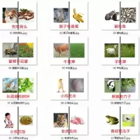 5寸塑封吃什么16张合并版 动物食物配对自闭症认知卡片孤独症语言表达康复训练卡教具吃什么