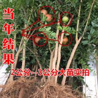 石榴树苗突尼斯软籽庭院果树盆栽地栽当年结果南北方甜特大石榴苗 其他品种留言备注 精品四年苗(带土带分支)当年结果