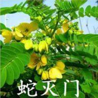 驱蛇植物蛇灭门驱蛇草灭防蛇虫花卉庭院盆栽阳台香味草500粒 驱蛇植物蛇灭门驱蛇草灭防蛇虫花卉庭院盆栽阳台香味草500粒包