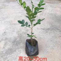 九里香花苗盆栽浓香型带花驱蚊四季开花浓郁香气袭人室内绿植花卉 单枝高20-30cm[1颗]