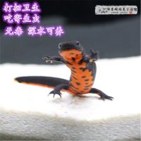 清道夫活鱼淡冷水鱼观赏鱼清洁工耐活金鱼自来水好养不死耐寒懒人 清道夫3-5cm2只