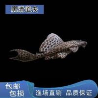 清道夫鱼黑清道夫黄清道夫热带鱼缸清洁鱼冷水吃粪鱼吃屎鱼 黑清道夫3-5厘米2送1备损