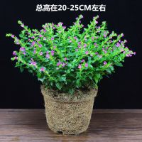 满天星盆栽室内阳台好养花卉四季开花不断带花苞观花植物桌面绿植 满天星(原土不含盆)