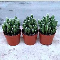 龙骨盆栽 招财 辟邪 旺财 多肉植物室内阳台防辐射绿植盆栽超好养 万重山一颗(不带盆土