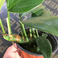 青苹果竹芋盆栽室内客厅桌面绿植吸甲醛净化空气四季常青观叶植物 麒麟尾