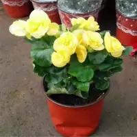 花卉四季玫瑰海棠盆栽重瓣带花苞发货 四季海棠盆景 绿植 黄色 原盆原土