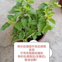 五色梅马缨丹五色花变色梅盆栽庭院地栽花期长耐热耐寒花卉植物 特价处理不带花颜色随机 中盆原土球带营养袋发货