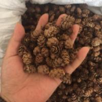 [50个一份]微景观松塔松果干花小松果圣诞装饰迷你款1一1.5厘米 [50个一份]微景观松塔松果干花小松果圣诞装饰迷你款