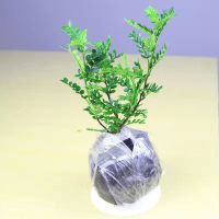 [居家必选]驱蚊清香木盆栽小苗驱虫办公室卧室绿植净化驱蚊盆栽 2年苗原土不包活