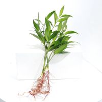 水培新宠驱蚊竹富贵竹水养水培植物室内客厅绿植花卉盆栽四季常青 [5棵竹]送营养液