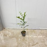 九里香盆栽老桩浓香型 四季植物七里香树苗 室内好养花卉驱蚊绿植 单支20-30cm高(1颗)